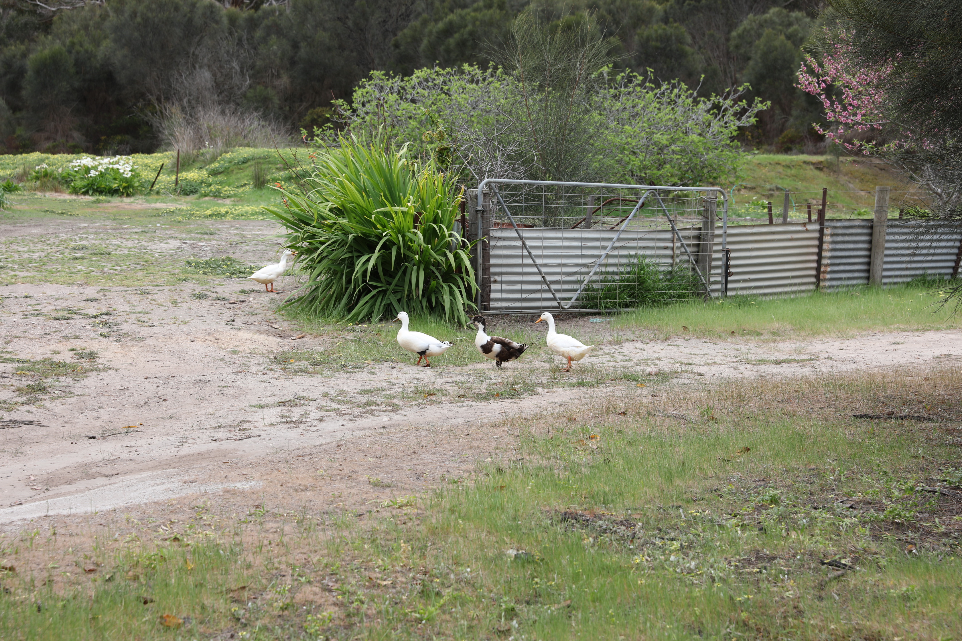 2019 10 06 13 02 39 Canon EOS 5D Mark IV 0002